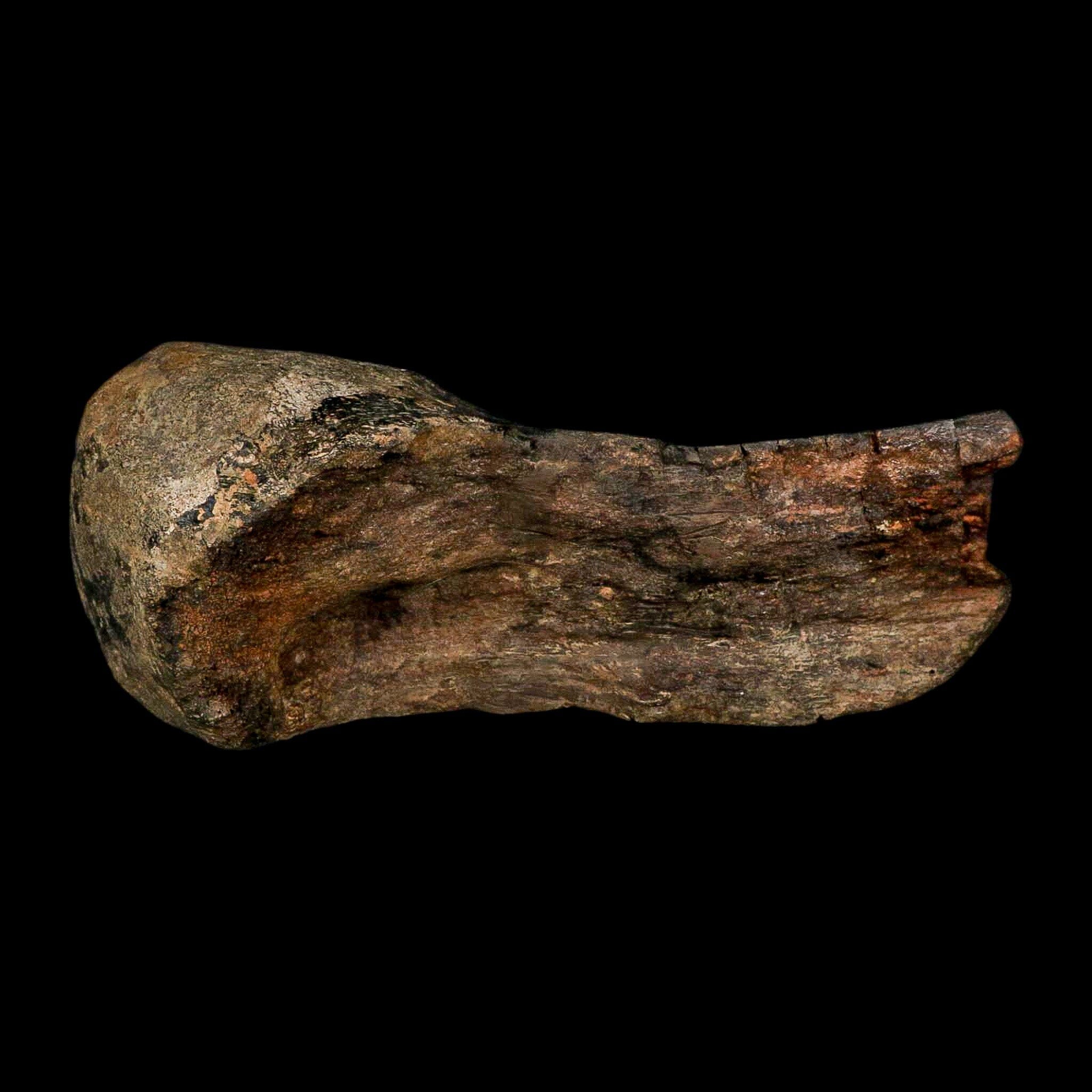 7.8" Hypacrosaurus Dinosaur Fossil Limb Bone Two Medicine Formation Montana COA - Fossil Age Minerals