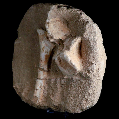 8" Crocodile Fossil Vertebrae And Bone Cretaceous Age Morocco Crocodilian Stand - Fossil Age Minerals