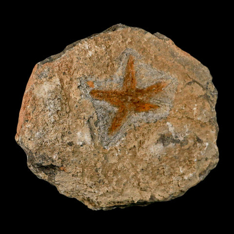 52MM Brittle Star Petraster Starfish Fossil Ordovician Age Blekus Morocco COA - Fossil Age Minerals