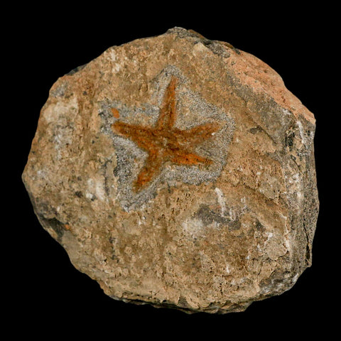 52MM Brittle Star Petraster Starfish Fossil Ordovician Age Blekus Morocco COA - Fossil Age Minerals