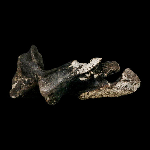 8.8" Gorgosaurus Tyrannosaur Dinosaur Fossil Vertebrae Process Two Medicine FM MT COA - Fossil Age Minerals
