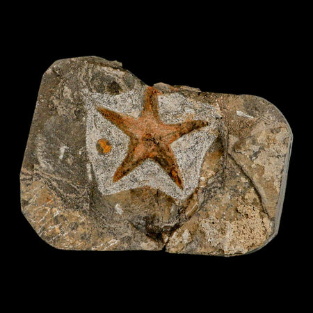 57MM Brittle Star Petraster Starfish Fossil Ordovician Age Blekus Morocco COA