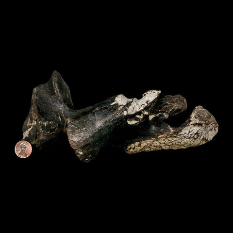 8.8" Gorgosaurus Tyrannosaur Dinosaur Fossil Vertebrae Process Two Medicine FM MT COA - Fossil Age Minerals