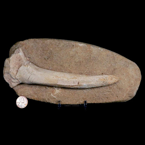 8.2" Crocodile Fossil Bone Cretaceous Age Kem Kem Morocco Crocodilian Stand - Fossil Age Minerals