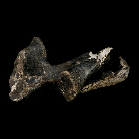 8.8" Gorgosaurus Tyrannosaur Dinosaur Fossil Vertebrae Process Two Medicine FM MT COA - Fossil Age Minerals