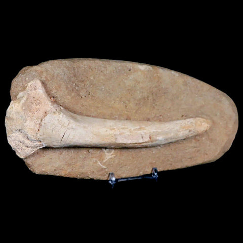 8.2" Crocodile Fossil Bone Cretaceous Age Kem Kem Morocco Crocodilian Stand - Fossil Age Minerals