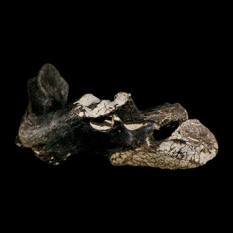 8.8" Gorgosaurus Tyrannosaur Dinosaur Fossil Vertebrae Process Two Medicine FM MT COA - Fossil Age Minerals