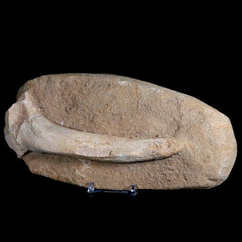 8.2" Crocodile Fossil Bone Cretaceous Age Kem Kem Morocco Crocodilian Stand - Fossil Age Minerals