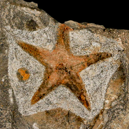 57MM Brittle Star Petraster Starfish Fossil Ordovician Age Blekus Morocco COA