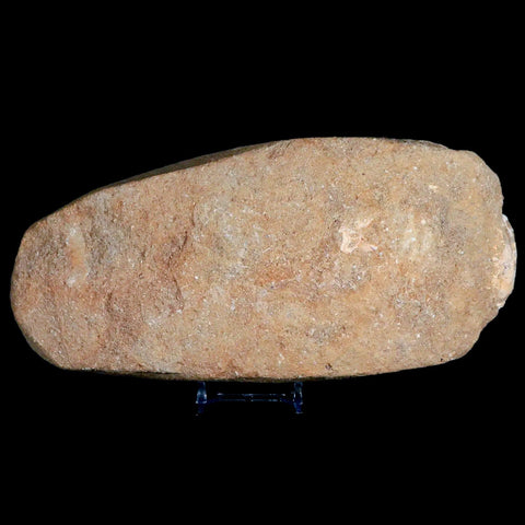 8.2" Crocodile Fossil Bone Cretaceous Age Kem Kem Morocco Crocodilian Stand - Fossil Age Minerals