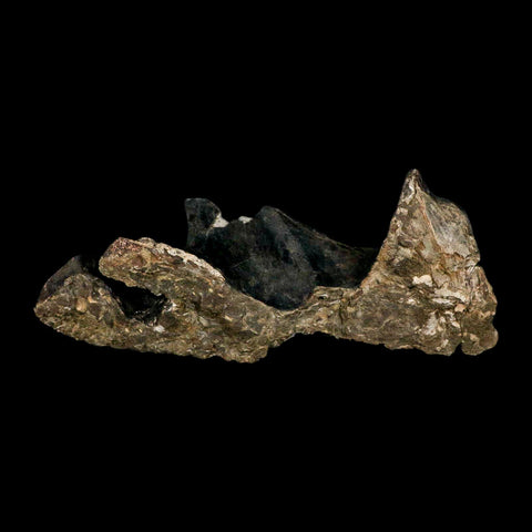 8.8" Gorgosaurus Tyrannosaur Dinosaur Fossil Vertebrae Process Two Medicine FM MT COA - Fossil Age Minerals
