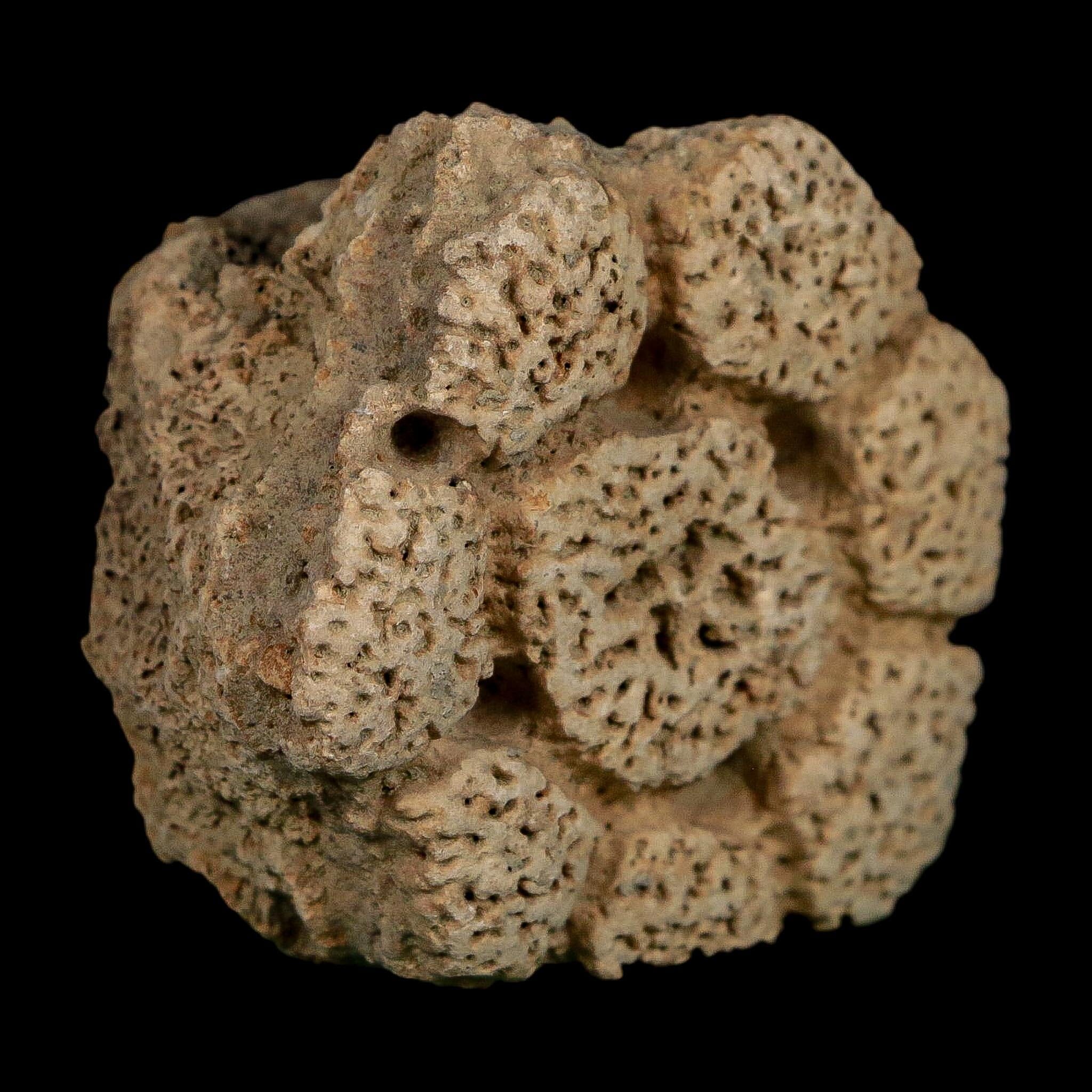 2.4" Glyptodon Fossil Osteoderm Scute Plate Bony Armor Pleistocene Uruguay COA - Fossil Age Minerals