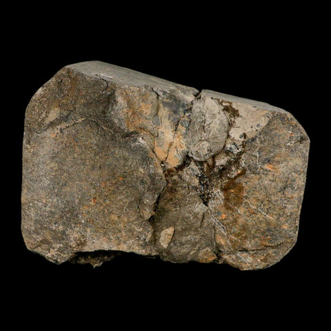 57MM Brittle Star Petraster Starfish Fossil Ordovician Age Blekus Morocco COA - Fossil Age Minerals