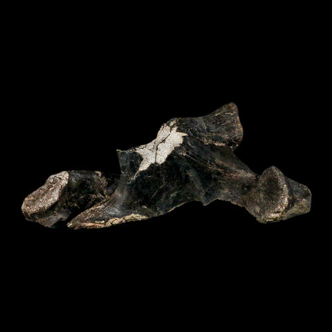 8.8" Gorgosaurus Tyrannosaur Dinosaur Fossil Vertebrae Process Two Medicine FM MT COA - Fossil Age Minerals