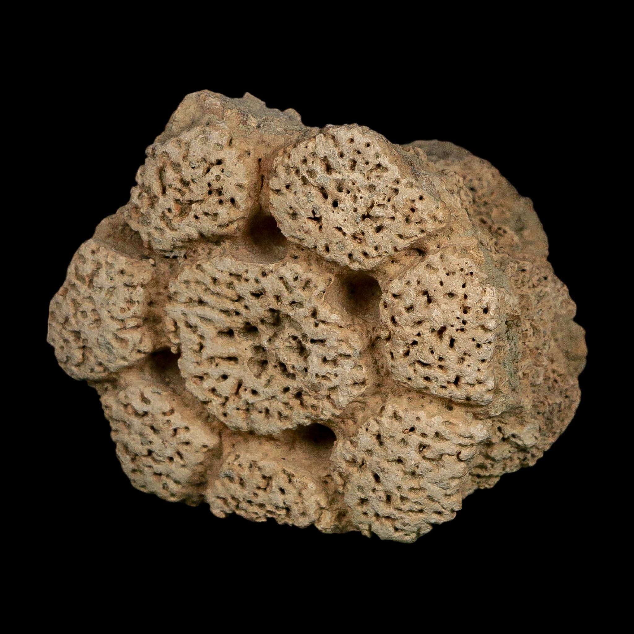 2.4" Glyptodon Fossil Osteoderm Scute Plate Bony Armor Pleistocene Uruguay COA - Fossil Age Minerals