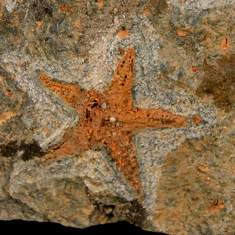 34MM Brittle Star Petraster Starfish Fossil Ordovician Age Blekus Morocco COA - Fossil Age Minerals