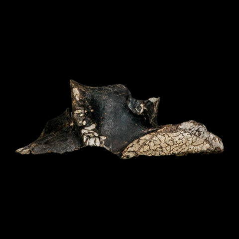 8.8" Gorgosaurus Tyrannosaur Dinosaur Fossil Vertebrae Process Two Medicine FM MT COA - Fossil Age Minerals