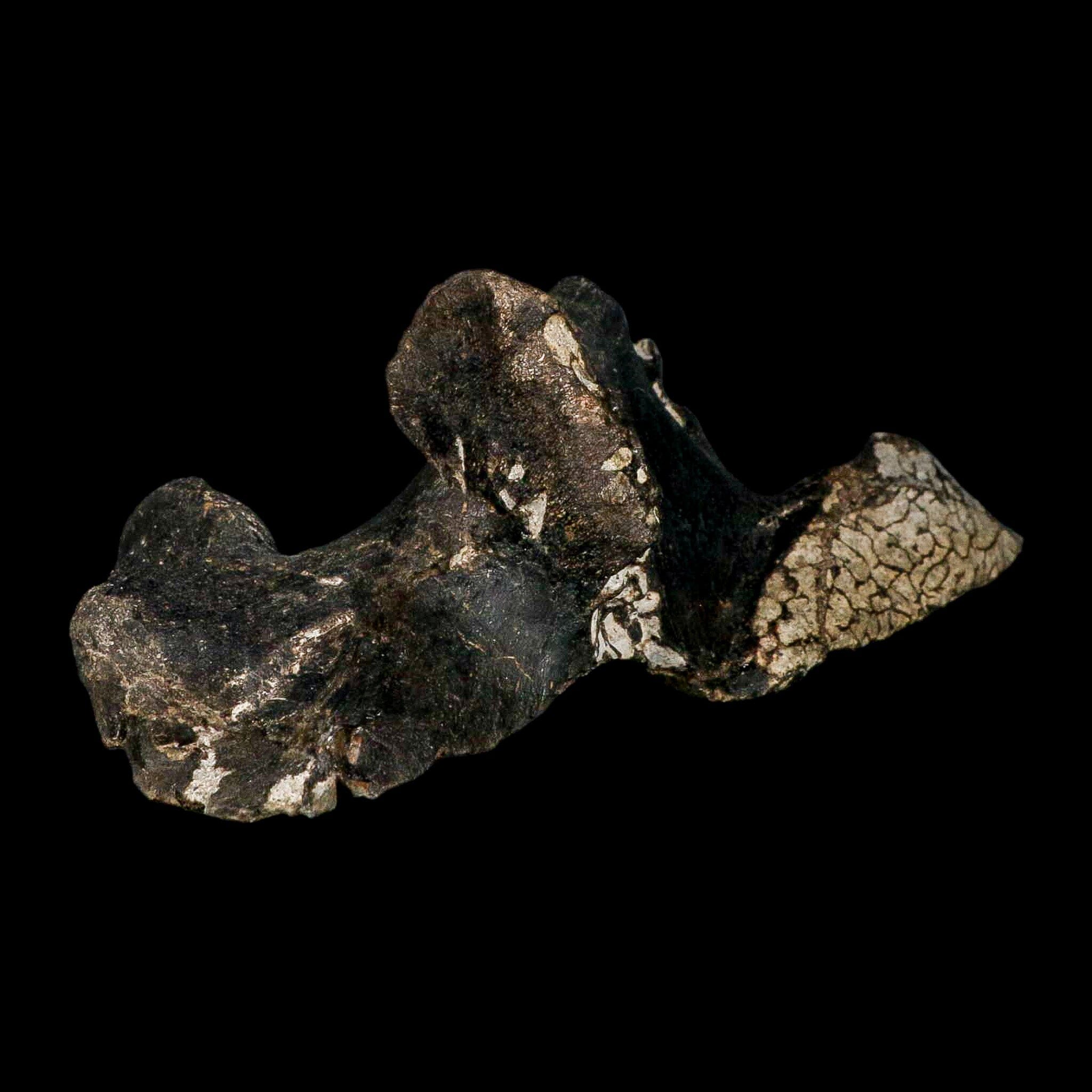 8.8" Gorgosaurus Tyrannosaur Dinosaur Fossil Vertebrae Process Two Medicine FM MT COA - Fossil Age Minerals