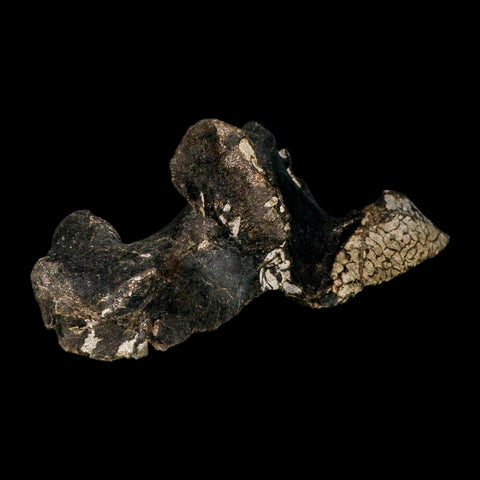 8.8" Gorgosaurus Tyrannosaur Dinosaur Fossil Vertebrae Process Two Medicine FM MT COA - Fossil Age Minerals