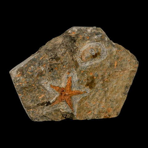 34MM Brittle Star Petraster Starfish Fossil Ordovician Age Blekus Morocco COA - Fossil Age Minerals