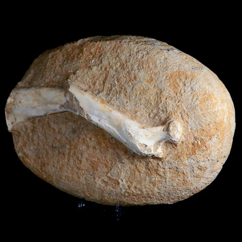 8.2" Crocodile Fossil Limb Bone Cretaceous Age Kem Kem Morocco Crocodilian Stand - Fossil Age Minerals
