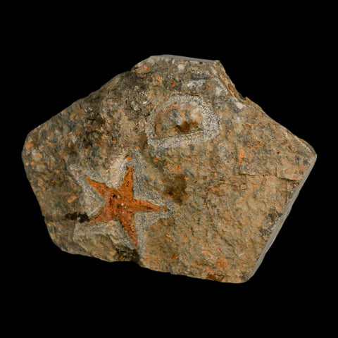 34MM Brittle Star Petraster Starfish Fossil Ordovician Age Blekus Morocco COA - Fossil Age Minerals