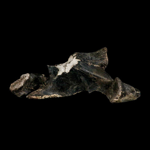 8.8" Gorgosaurus Tyrannosaur Dinosaur Fossil Vertebrae Process Two Medicine FM MT COA - Fossil Age Minerals