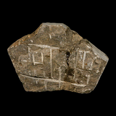 34MM Brittle Star Petraster Starfish Fossil Ordovician Age Blekus Morocco COA - Fossil Age Minerals