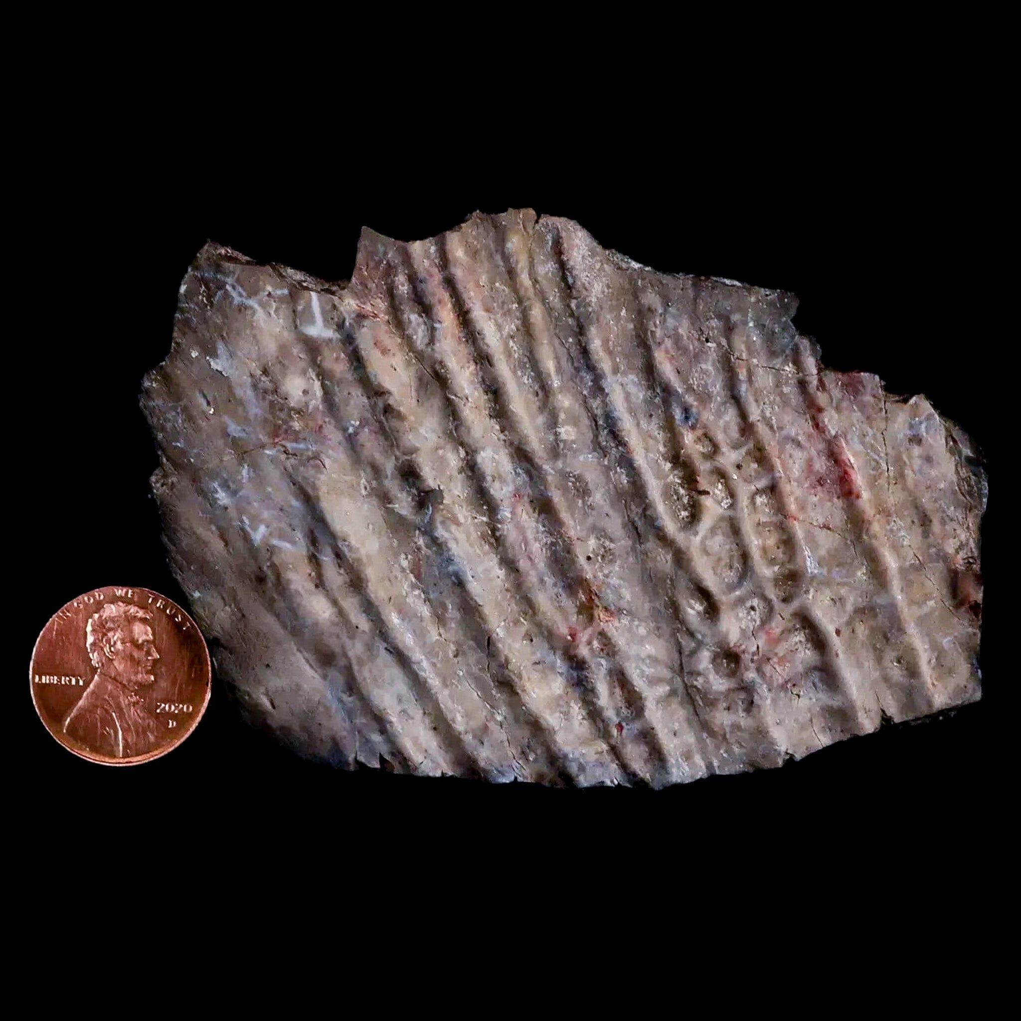 3.3" Koskinonodon Metoposaurus Scute Triassic Age Chinle Formation Arizona - Fossil Age Minerals