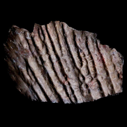 3.3" Koskinonodon Metoposaurus Scute Triassic Age Chinle Formation Arizona - Fossil Age Minerals