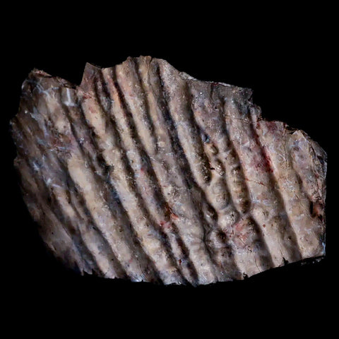 3.3" Koskinonodon Metoposaurus Scute Triassic Age Chinle Formation Arizona - Fossil Age Minerals