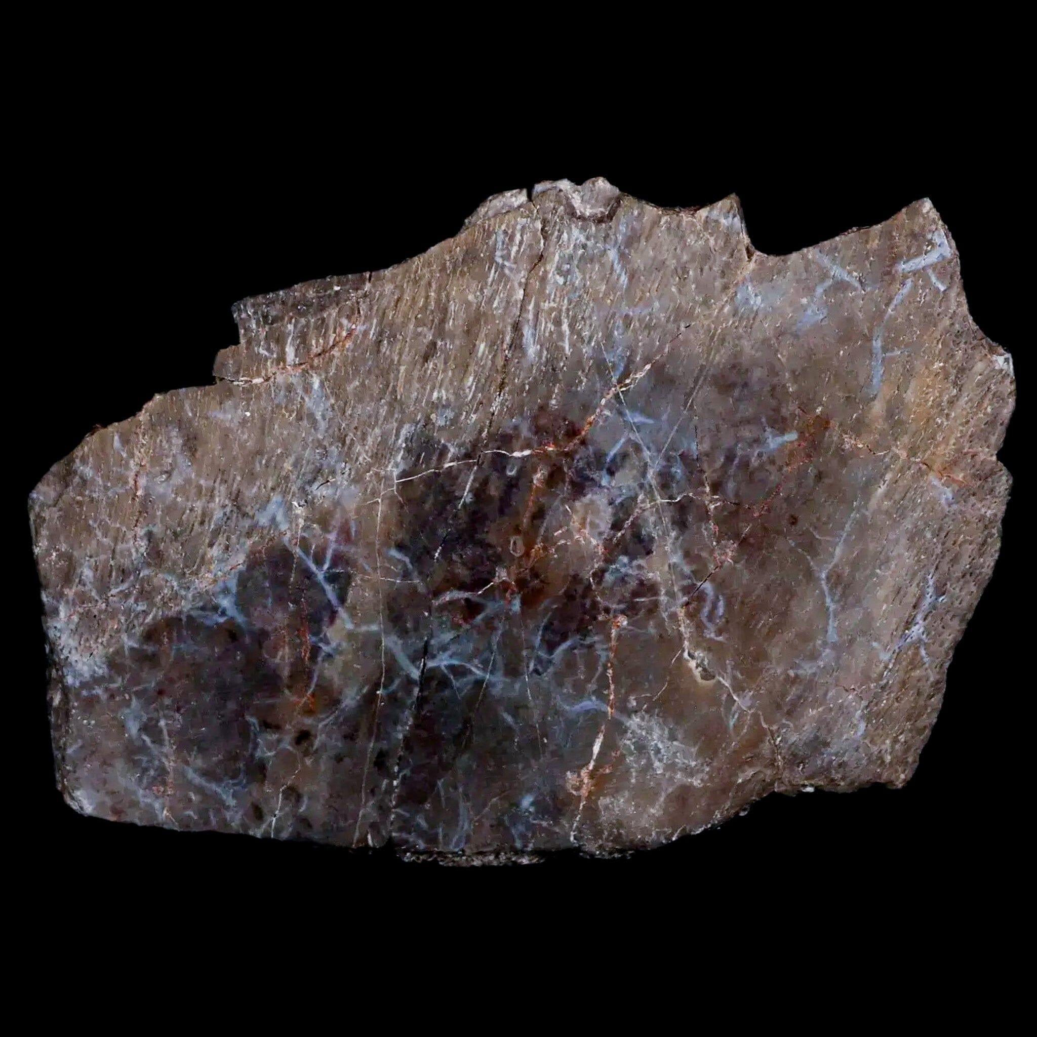 3.3" Koskinonodon Metoposaurus Scute Triassic Age Chinle Formation Arizona - Fossil Age Minerals