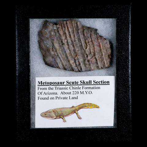 3.3" Koskinonodon Metoposaurus Scute Triassic Age Chinle Formation Arizona - Fossil Age Minerals