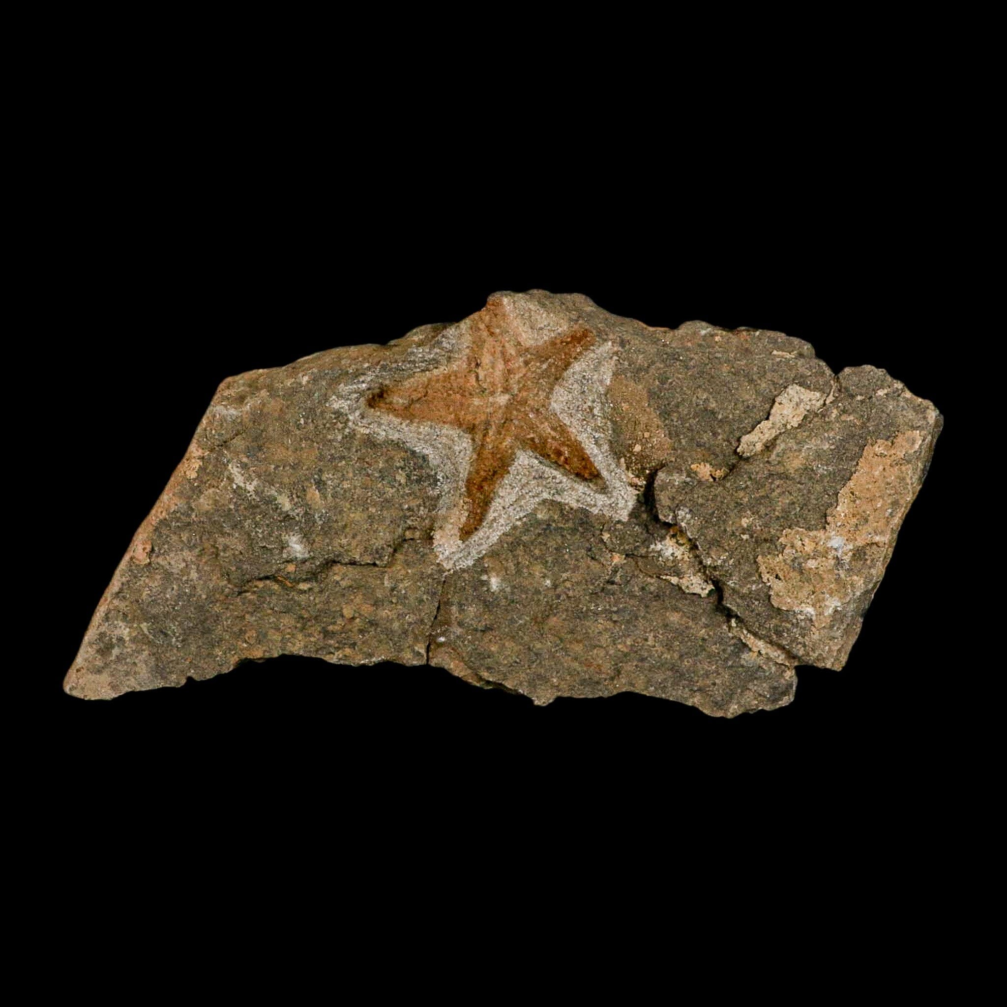 53MM Brittle Star Petraster Starfish Fossil Ordovician Age Blekus Morocco COA - Fossil Age Minerals