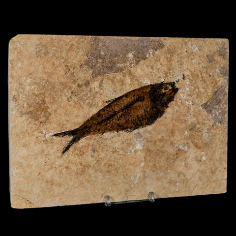 XL 4.7" Diplomystus Dentatus Fossil Fish Green River FM WY Eocene Age COA, Stand - Fossil Age Minerals