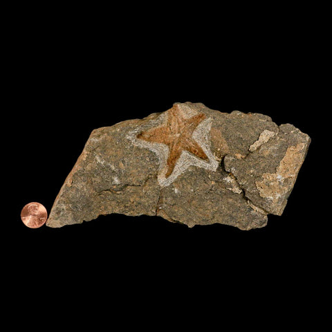 53MM Brittle Star Petraster Starfish Fossil Ordovician Age Blekus Morocco COA - Fossil Age Minerals