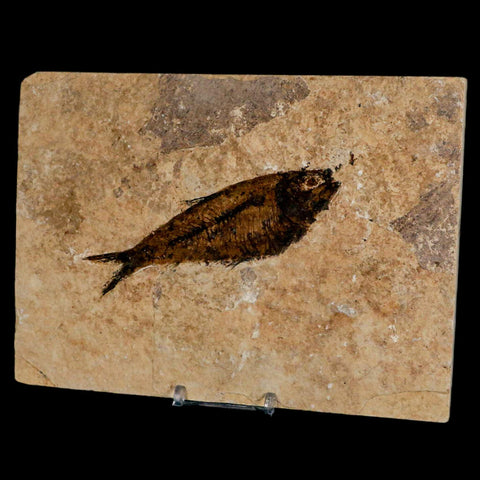 XL 4.7" Diplomystus Dentatus Fossil Fish Green River FM WY Eocene Age COA, Stand - Fossil Age Minerals