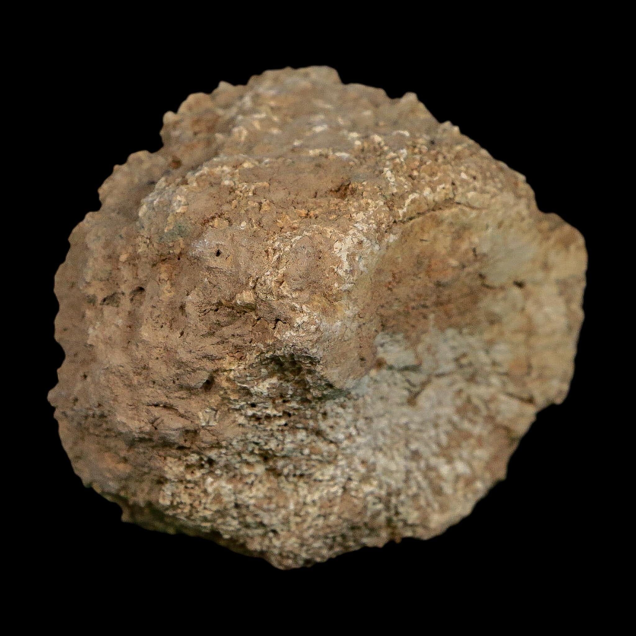 2.4" Glyptodon Fossil Osteoderm Scute Plate Bony Armor Pleistocene Uruguay COA - Fossil Age Minerals