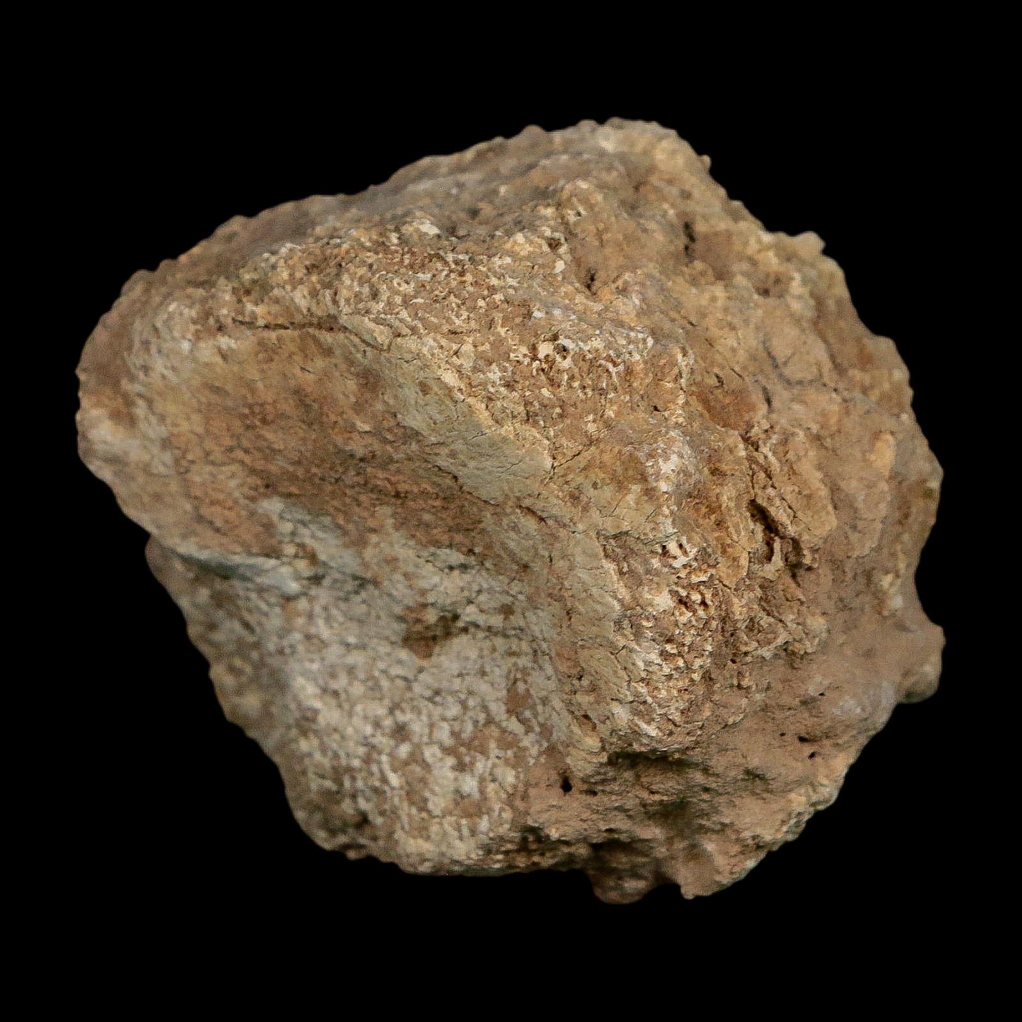2.4" Glyptodon Fossil Osteoderm Scute Plate Bony Armor Pleistocene Uruguay COA - Fossil Age Minerals