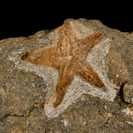 53MM Brittle Star Petraster Starfish Fossil Ordovician Age Blekus Morocco COA