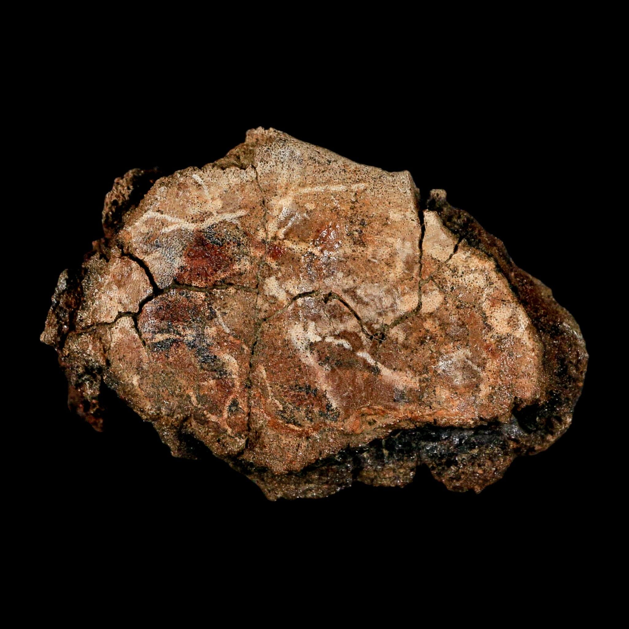 2.4" Hadrosaur Dinosaur Fossil Vertebrae Bone Judith River Formation Montana COA - Fossil Age Minerals