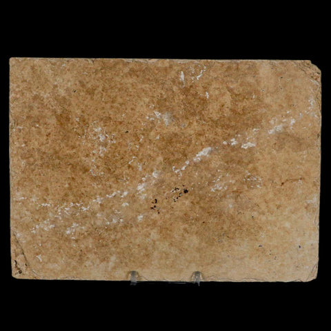 XL 4.7" Diplomystus Dentatus Fossil Fish Green River FM WY Eocene Age COA, Stand - Fossil Age Minerals