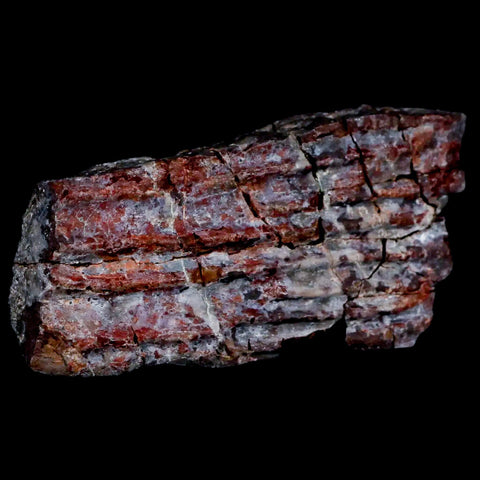 3.4" Koskinonodon Metoposaurus Scute Triassic Age Chinle Formation Arizona - Fossil Age Minerals