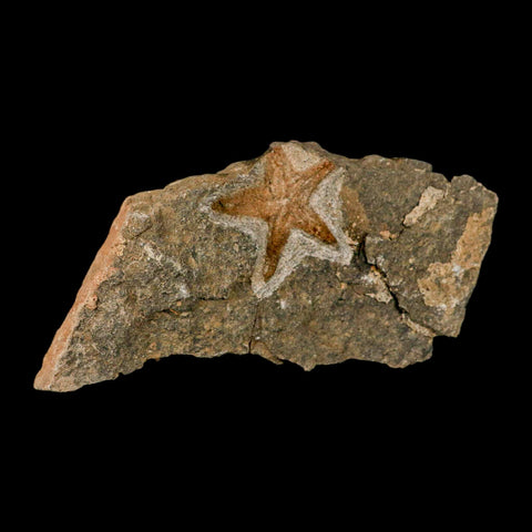 53MM Brittle Star Petraster Starfish Fossil Ordovician Age Blekus Morocco COA - Fossil Age Minerals