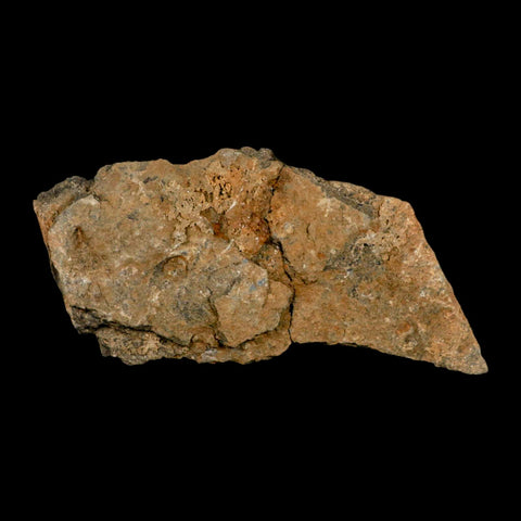 53MM Brittle Star Petraster Starfish Fossil Ordovician Age Blekus Morocco COA - Fossil Age Minerals