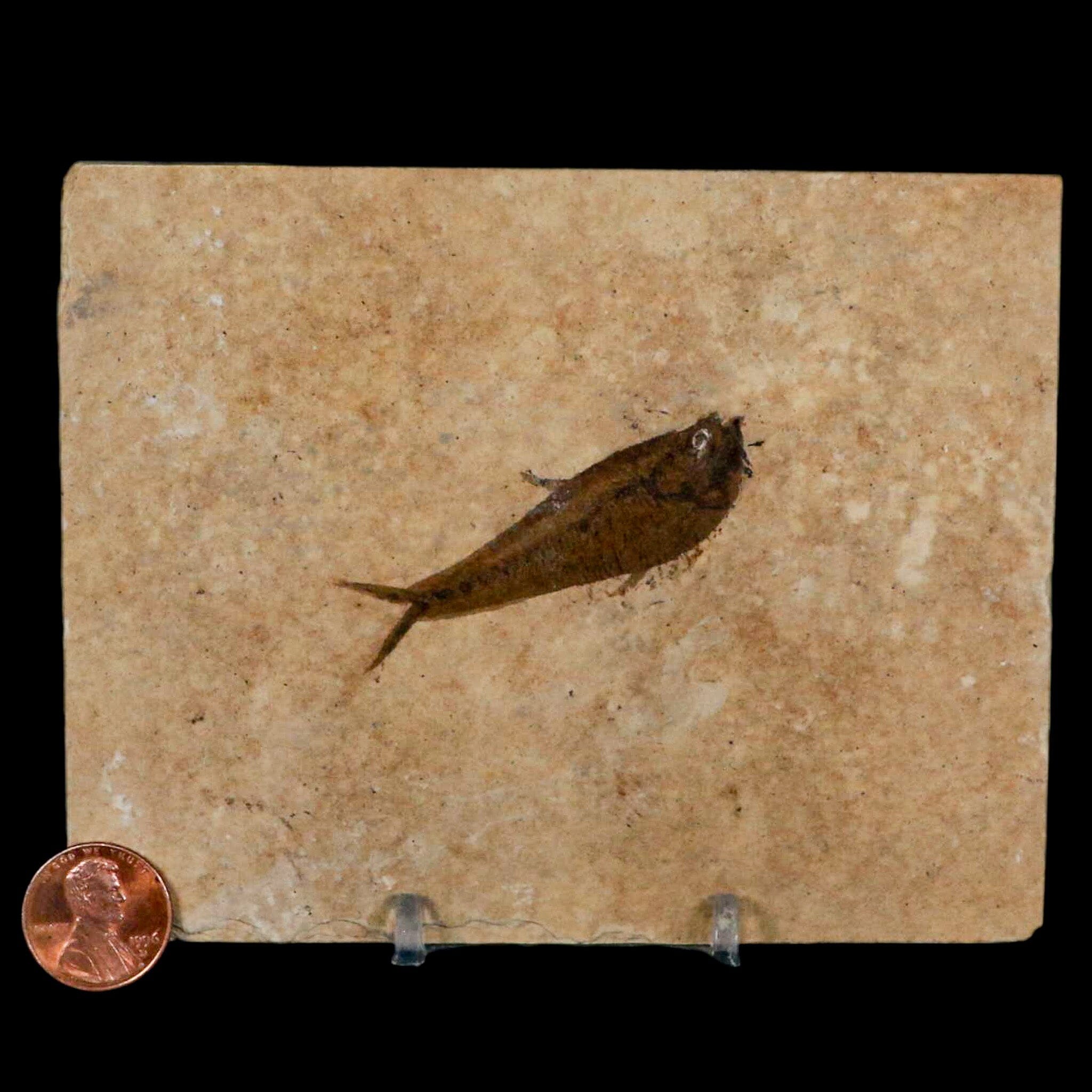 2.1" Diplomystus Dentatus Fossil Fish Green River FM WY Eocene Age COA, Stand - Fossil Age Minerals