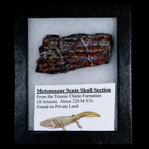 3.4" Koskinonodon Metoposaurus Scute Triassic Age Chinle Formation Arizona - Fossil Age Minerals