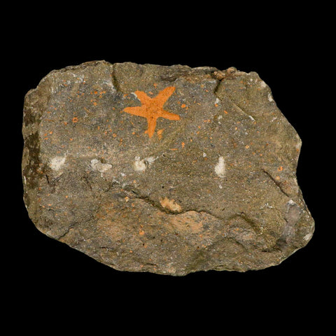 24MM Brittle Star Petraster Starfish Fossil Ordovician Age Blekus Morocco COA - Fossil Age Minerals