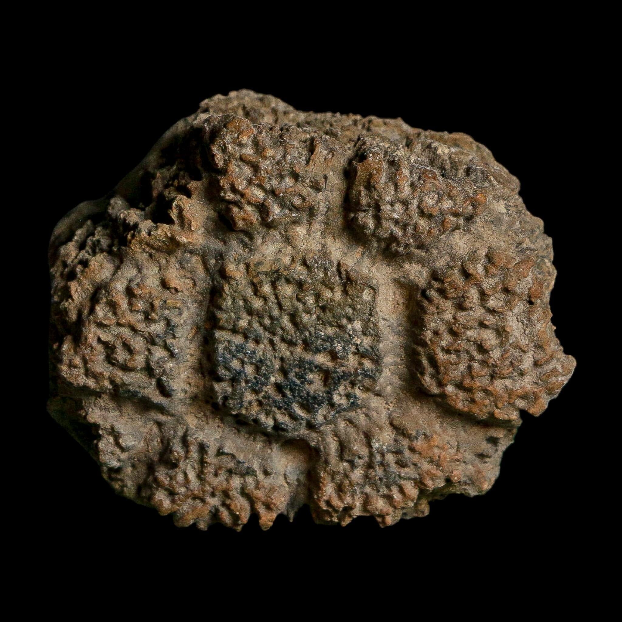 2.1" Glyptodon Fossil Osteoderm Scute Plate Bony Armor Pleistocene Uruguay COA - Fossil Age Minerals