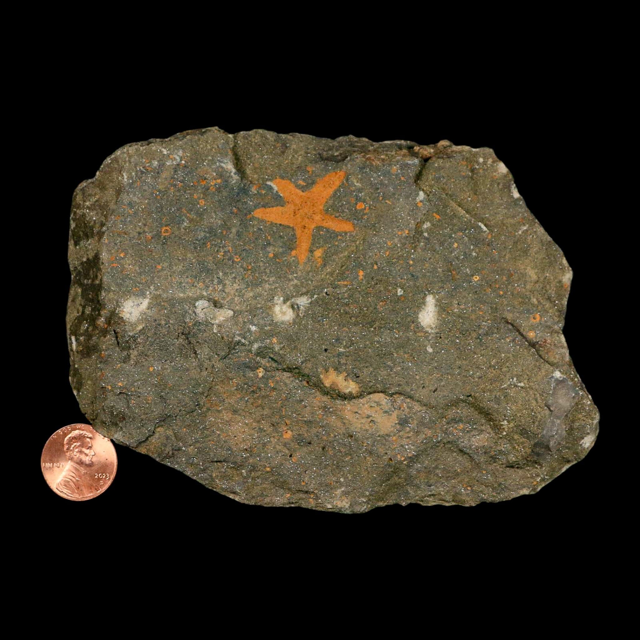 24MM Brittle Star Petraster Starfish Fossil Ordovician Age Blekus Morocco COA - Fossil Age Minerals